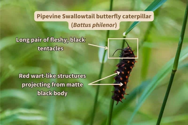 A photograph of a Pipevine Swallowtail butterfly caterpillar (Battus philenor), labelled with important field marks used for species identification. Adapted from photograph by Eric Buell, Canva.