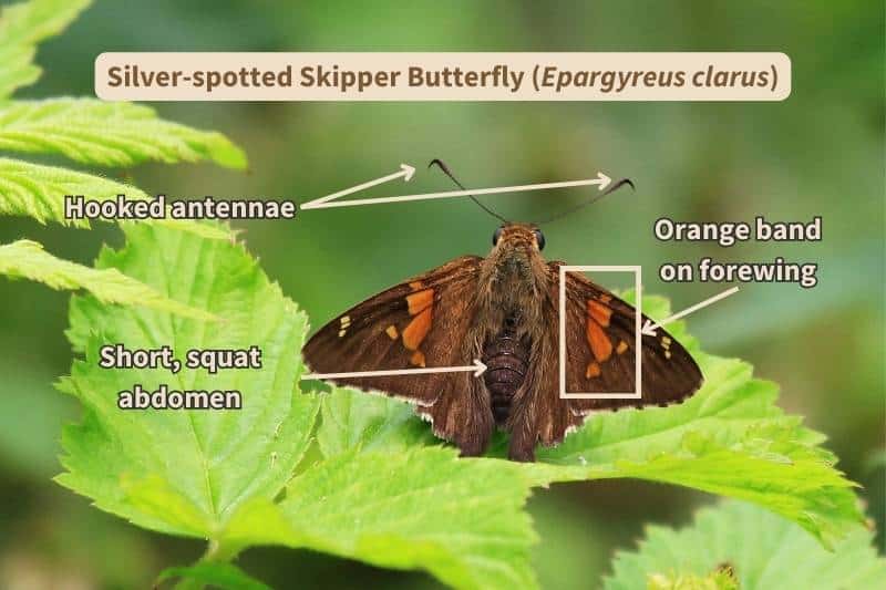 A Silver-spotted Skipper butterfly (Epargyreus clarus) labelled with important field marks that identify this species when seen from above. Adapted from photograph by David Byron Keener, Canva.