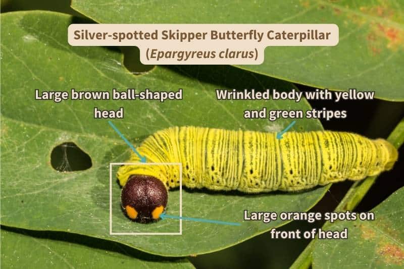 A Silver-spotted Skipper butterfly caterpillar (Epargyreus clarus) labelled with important field marks that identify this species. The caterpillar is plump, wrinkled, striped in yellow and green, and has a large, ball-shaped head with two orange spots. Adapted from photograph by JasonOndriecka, Canva.