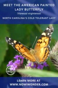 Pinterest pin for American Painted Lady Butterfly (Vanessa virginiensis). Copyright Nowiwonder.com.