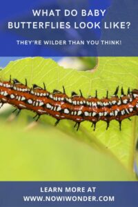 Pinterest pin for "What do baby butterflies look like?" post. Variegated Fritillary caterpillar (Euptoeita claudia). Photograph by Jason Ondriecka, Canva.