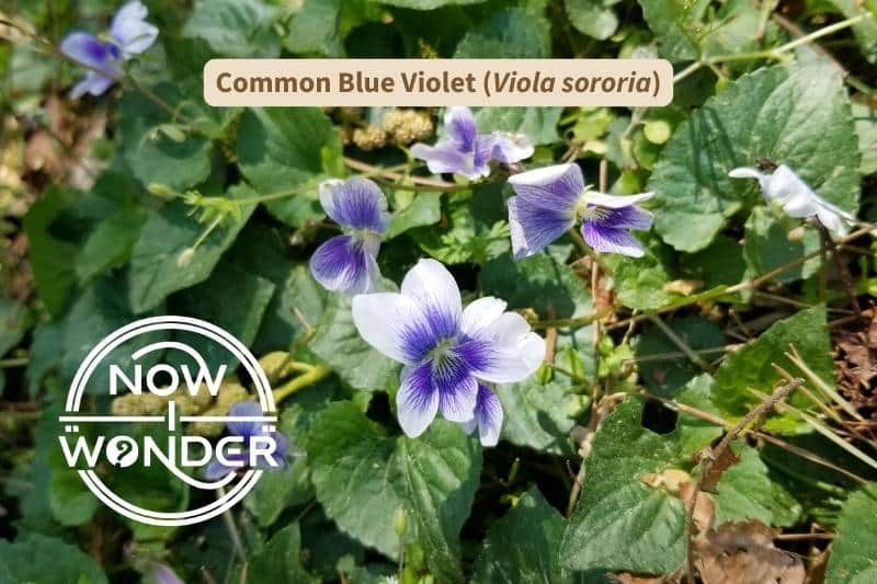A spray of white and purple Common Blue Violet wildflowers (Viola sororia) in North Carolina. Photograph taken by the author. Copyright Now I Wonder.