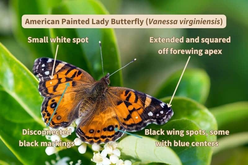 A diagram of the dorsal (upper) wing surface of an American Painted Lady butterfly (Vanessa virginiensis), labelled with important field marks that identify this species. Adapted from a photograph by Karolina Images, Canva.