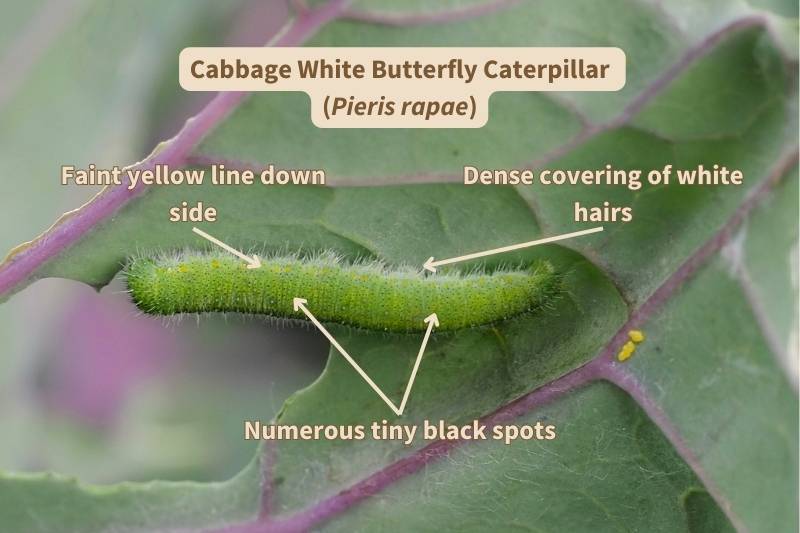 I've labelled this photograph of a Cabbage White (Pieris rapae) butterfly caterpillar with the important field marks that identify this species. Adapted from photograph by fotomarekka, Canva.