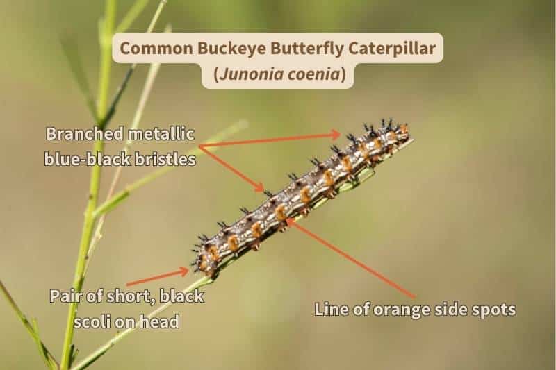 I've labelled this photograph of a Common Buckeye butterfly caterpillar (Junonia coenia) with the important field marks that identify this species. Adapted from photograph by Judy Darby, Canva.
