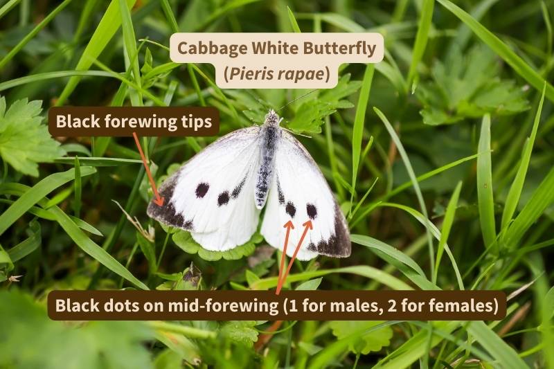 I've labelled this photograph of the upper surface of a Cabbage White (Pieris rapae) butterfly's wings with the important field marks that identify this species. Adapted from photograph by isoletta, Canva.