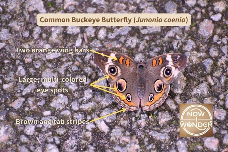 I've labelled this photograph of the upper surface of a Common Buckeye (Junonia coenia) butterfly's wings with the important field marks that identify this species. Copyright Now I Wonder.