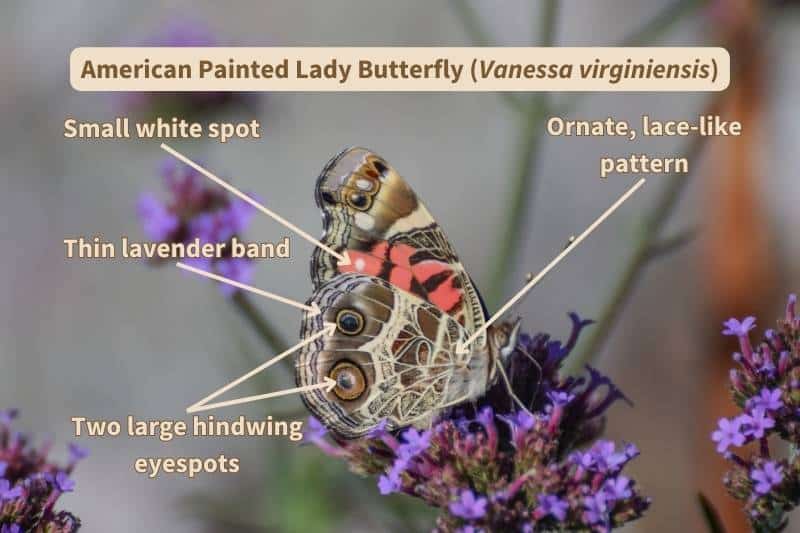 A diagram of the ventral (under) wing surface of an American Painted Lady butterfly (Vanessa virginiensis), labelled with important field marks that identify this species. Adapted from a photograph by vsanderson, Canva.