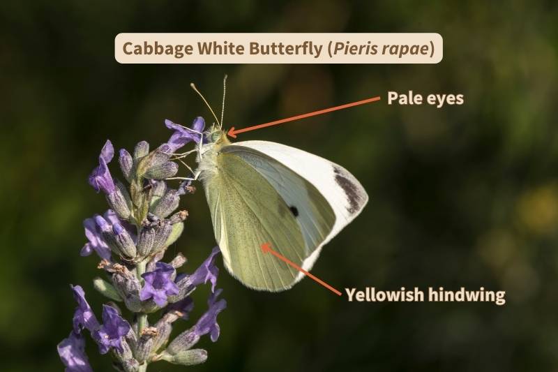 I've labelled this photograph of the undersurface of a Cabbage White (Pieris rapae) butterfly's wings with the important field marks that identify this species. Adapted from photograph by johnandersonphoto, Canva.