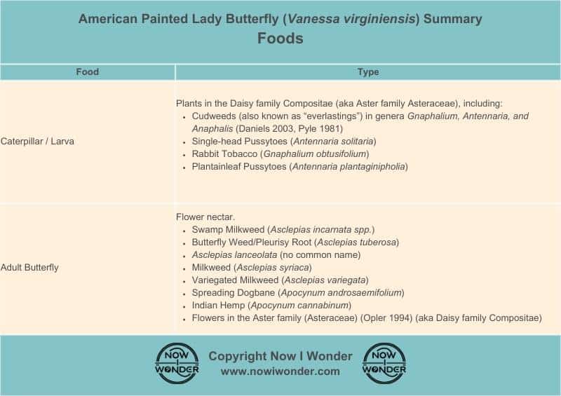 Table summarizes the food sources for the different life stages of the American Painted Lady Butterfly (Vanessa virginiensis). Copyright Now I Wonder.