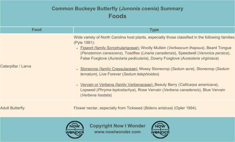 This table summarizes the food upon which Common Buckeye butterflies (Junonia coenia) feed in North Carolina. Copyright www.nowiwonder.com.