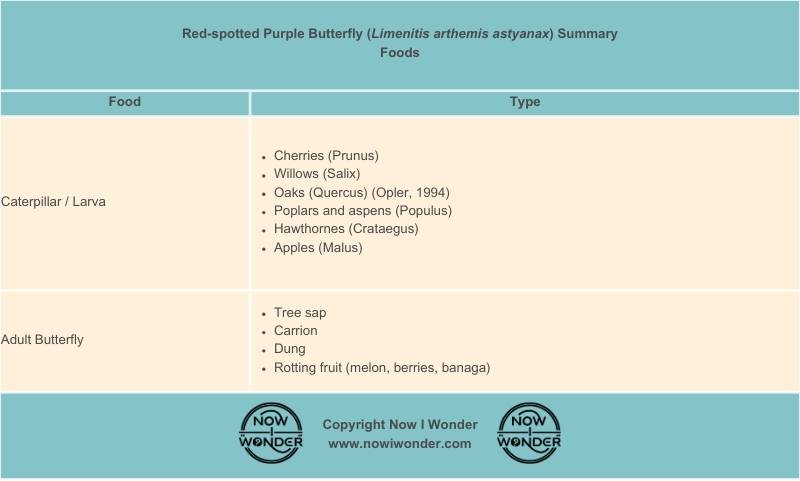 Table summarizes the food which Red-spotted Purple butterflies (Limenitis arthemis astyanax) eat throughout their lives. Copyright Now I Wonder.