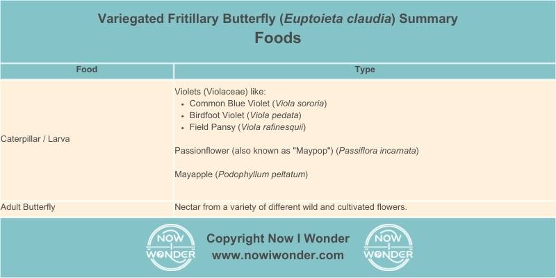 Table summarizes the foods upon which the Variegated Fritillary butterfly (Euptoeita claudia) feeds throughout its lifestages. Copyright Now I Wonder.