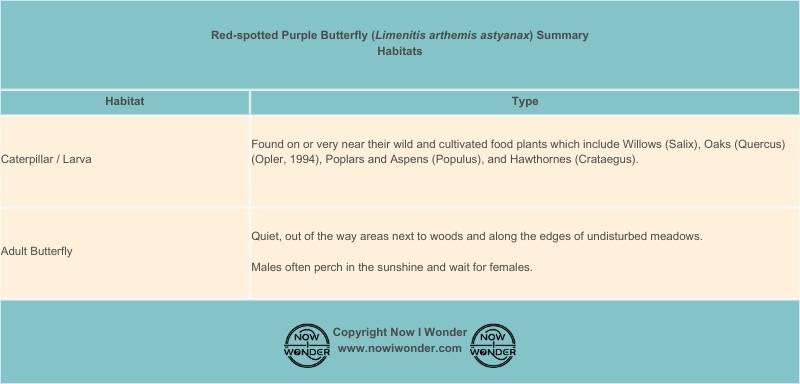 Table summarizes the habitats in which Red-spotted Purple butterflies (Limenitis arthemis astyanax) can be found in North Carolina. Copyright Now I Wonder.