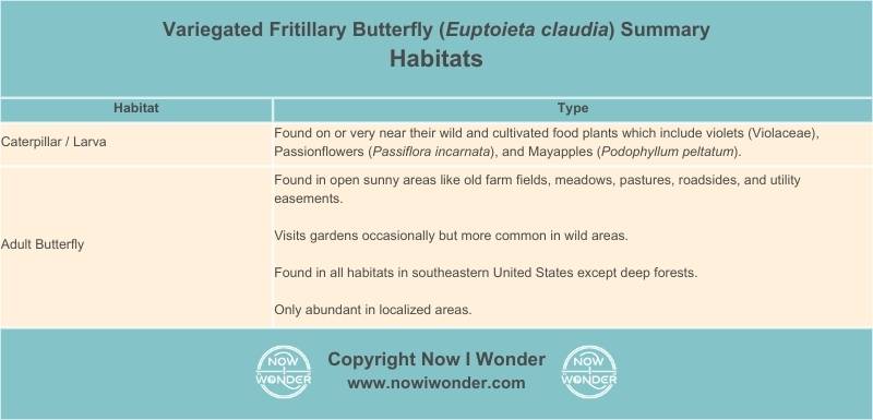 Table summarizes the habitats in which the Variegated Fritillary butterfly (Euptoeita claudia) may be found throughout its lifestages. Copyright Now I Wonder.