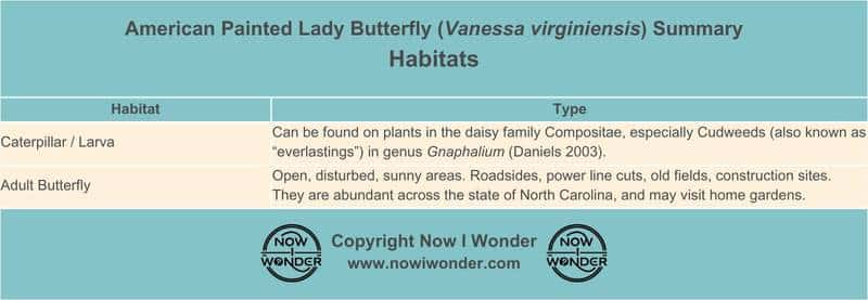Table summarizes the habitats in which the different life stages of the American Painted Lady Butterfly (Vanessa virginiensis) live. Copyright Now I Wonder.