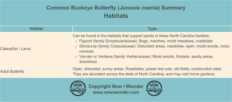 This table summarizes the North Carolina habitats in which Common Buckeye butterflies (Junonia coenia) can be found during its different lifestages. Copyright Now I Wonder.