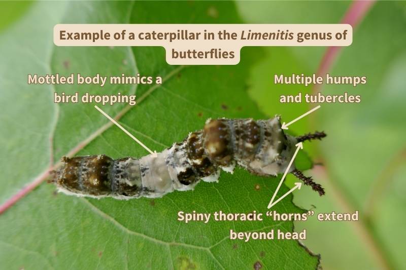Diagram of a caterpillar in the butterfly Genus Limenitis, labelled with important field marks that identify this creature. Adapted from photograph by David Johnson, Canva.