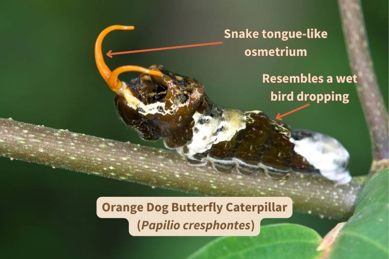 Close-up of an Orange Dog butterfly caterpillar (Papilio cresphontes). Caterpillars of this species mimic fresh bird droppings. This individual has extended its osmeterium, a reddish, forked organ that mimics a snake's tongue. Adapted from photograph by Leeman, Canva.