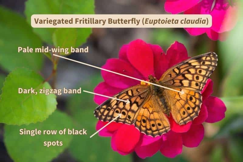 A picture of the upper wing surface of a Variegated Fritillary butterfly (Euptoieta claudia), labelled with important field marks that identify this species. Adapted from photograph by leekris, Canva.