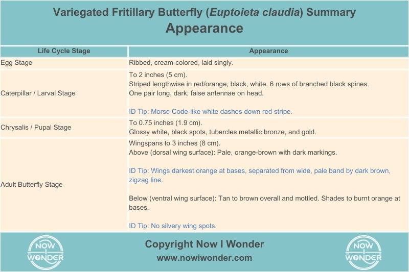 Table summarizes the appearance of the Variegated Fritillary butterfly (Euptoeita claudia) throughout its lifestages. Copyright Now I Wonder.