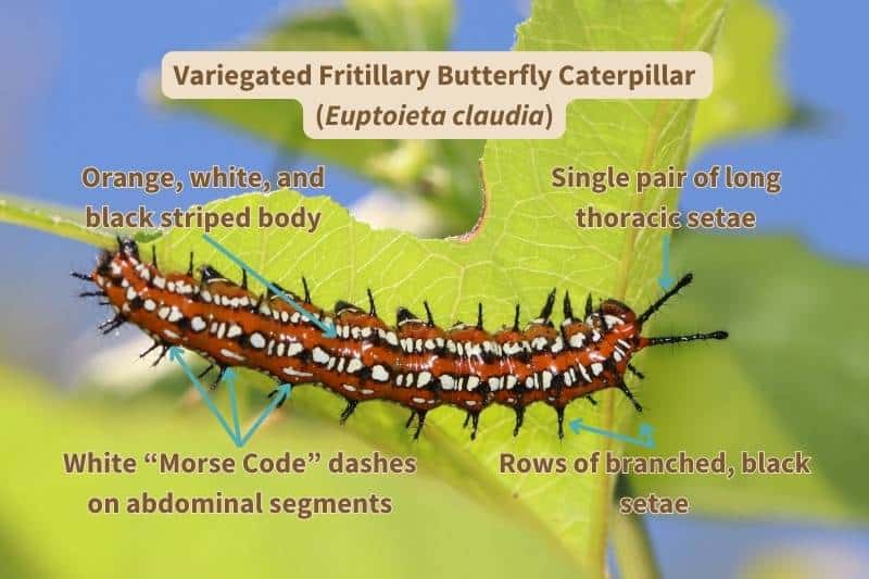 A close up view of a Variegated Fritillary butterfly caterpillar (Euptoieta claudia), labelled with important field marks that identify this species. Adapted from photograph by C Mahoney, Canva.