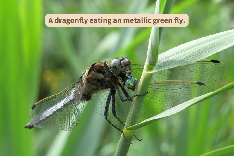 Dragonfly eating metallic green fly. Adapted from photograph courtesy of Kivandam, Canva.