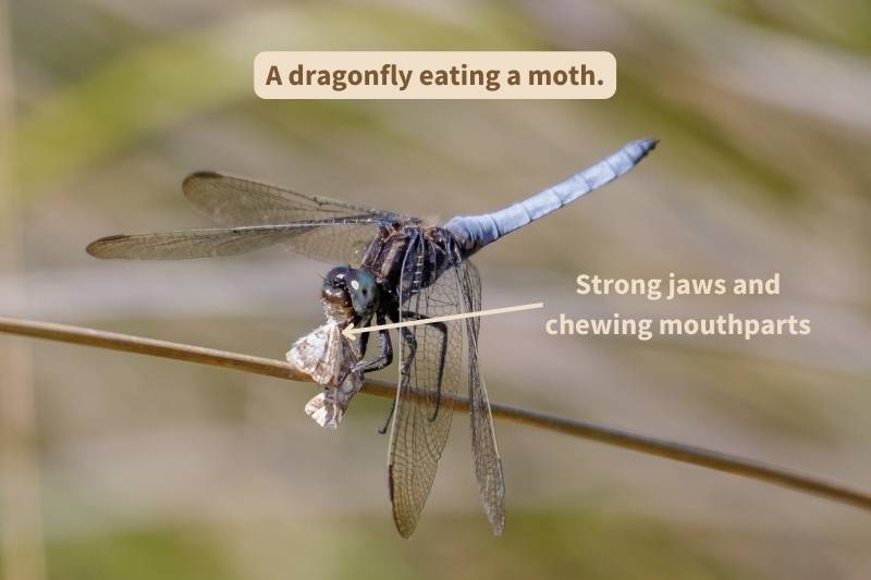 Blue dragonfly eating moth. Adapted from photograph courtesy of ShaftinAction, Canva.