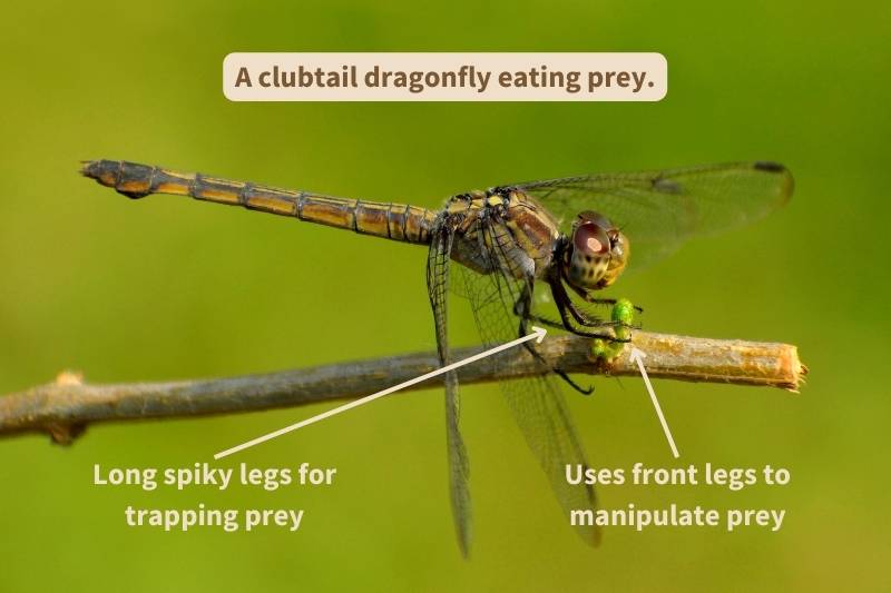 Dragonfly manipulating prey with front legs. Adapted from photograph courtesy of Saurev Purkayastha, Canva.