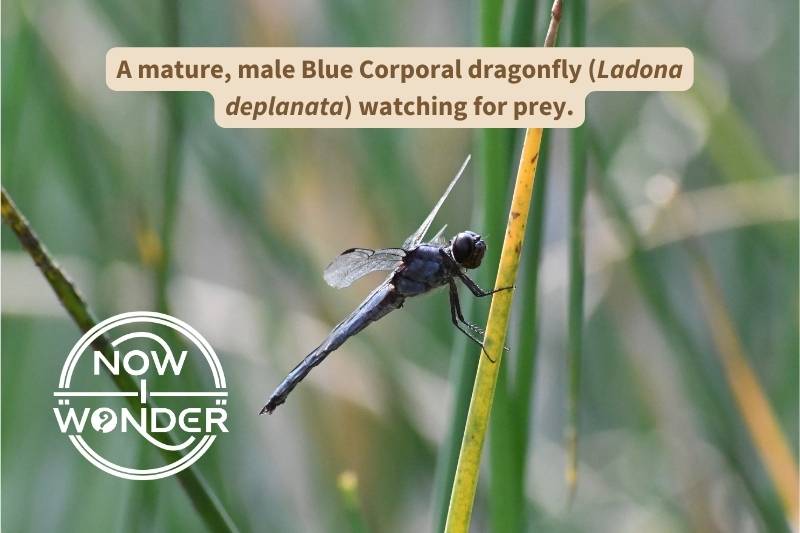 Mature, male Blue Corporal dragonfly (Ladona deplanata) perched on reed. Photograph taken by author. Copyright Now I Wonder.