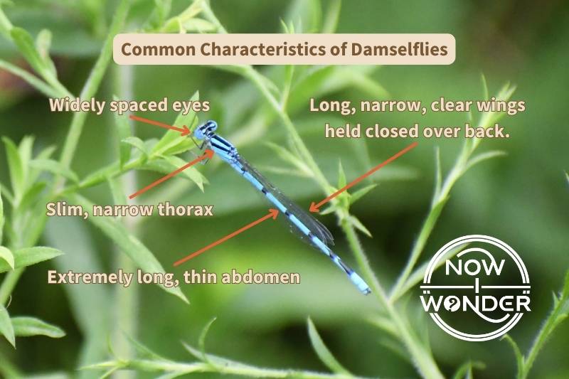Diagram of common characteristics of damselflies. Photograph taken by author. Copyright of Now I Wonder.