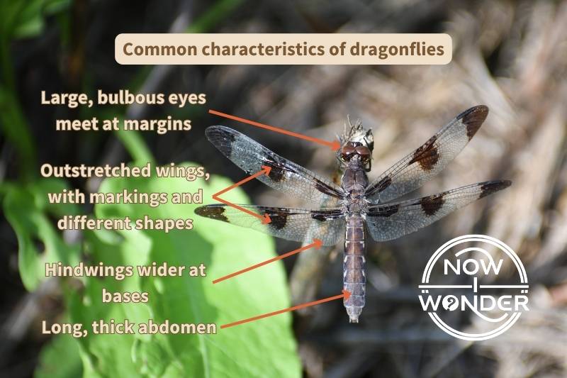 Diagram of common characteristics of dragonflies. Photograph taken by author. Copyright of Now I Wonder.