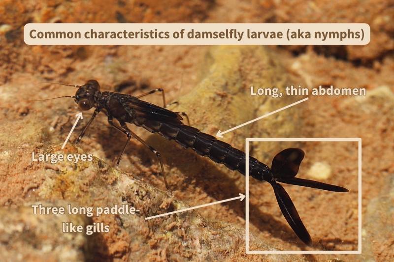 Diagram of common characteristics of damselfly larvae. Adapted from photograph by Heather Broccard Bell, Canva.