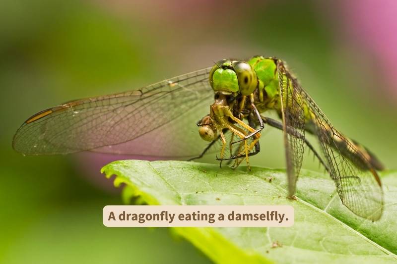 Bright green dragonfly eating damselfly. Adapted from photograph courtesy of Lorraine Hudgins, Canva.