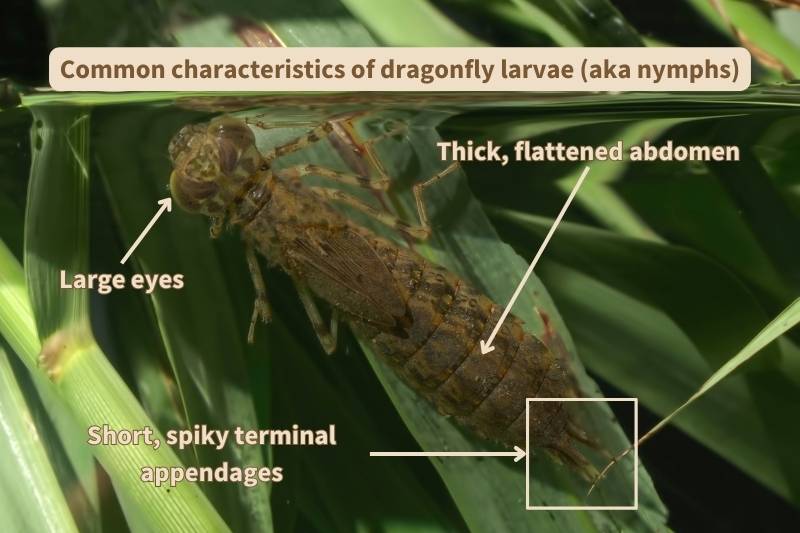 Diagram of common characteristics of dragonfly larvae. Adapted from photograph by Mauribo, Canva.