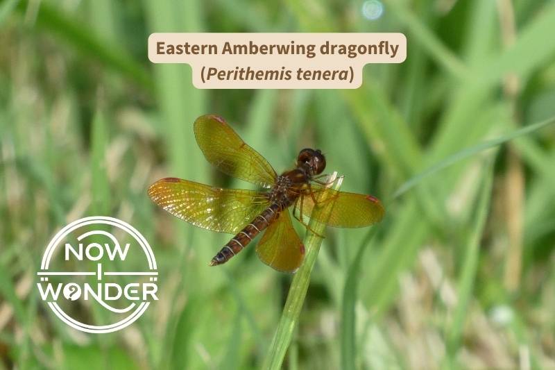 Eastern Amberwing dragonfly (Perithemis tenera) perched on grass. Photograph by author. Copyright Now I Wonder.