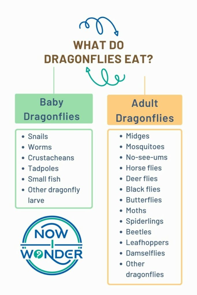 Infographic listing prey for both baby dragonfly larvae and adult dragonflies. Copyright by Now I Wonder.