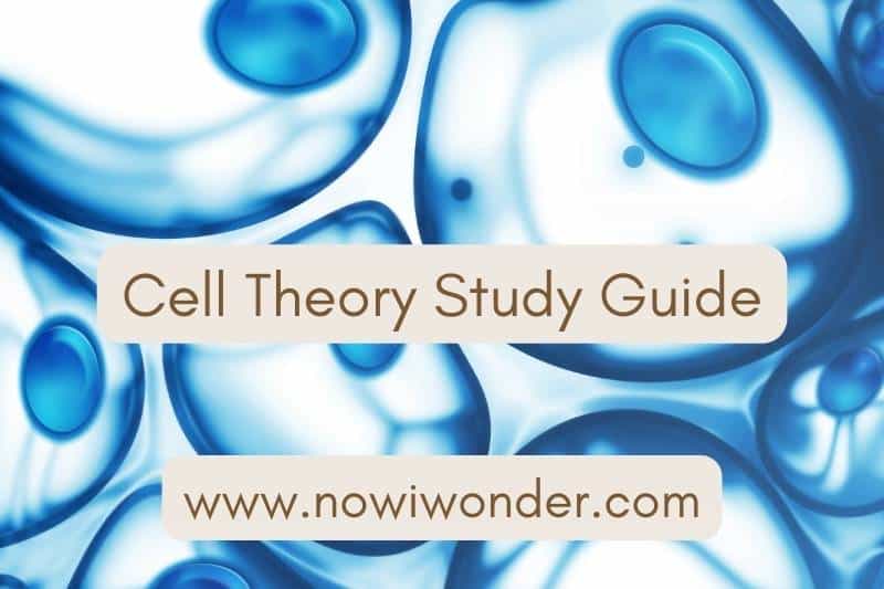 Cell Theory Worksheet Study Guide slide. Adapted from photograph by Zffoto, Getty Images. Used with permission.
