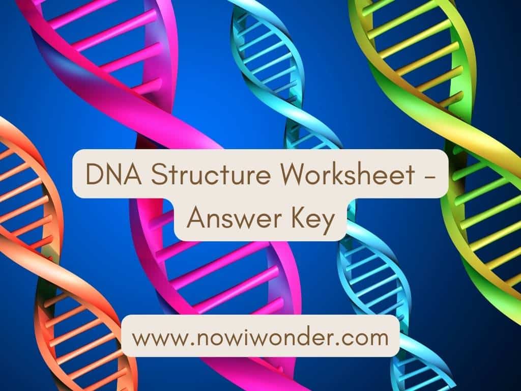 DNA Structure Worksheet Answer Key title slide. Adapted from image by Kaptiv, Getty Images. Used with permission.