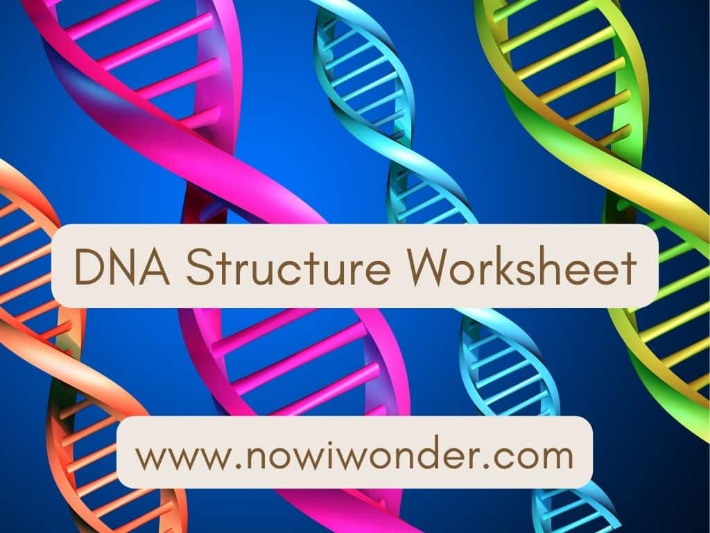 DNA Structure Worksheet title slide. Adapted from image by Kaptiv, Getty Images. Used with permission.