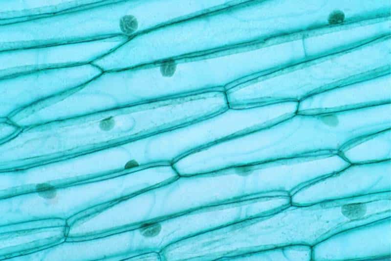 Plant cells through microscope. Photograph by tonaquatic, Canva. Used with permission.