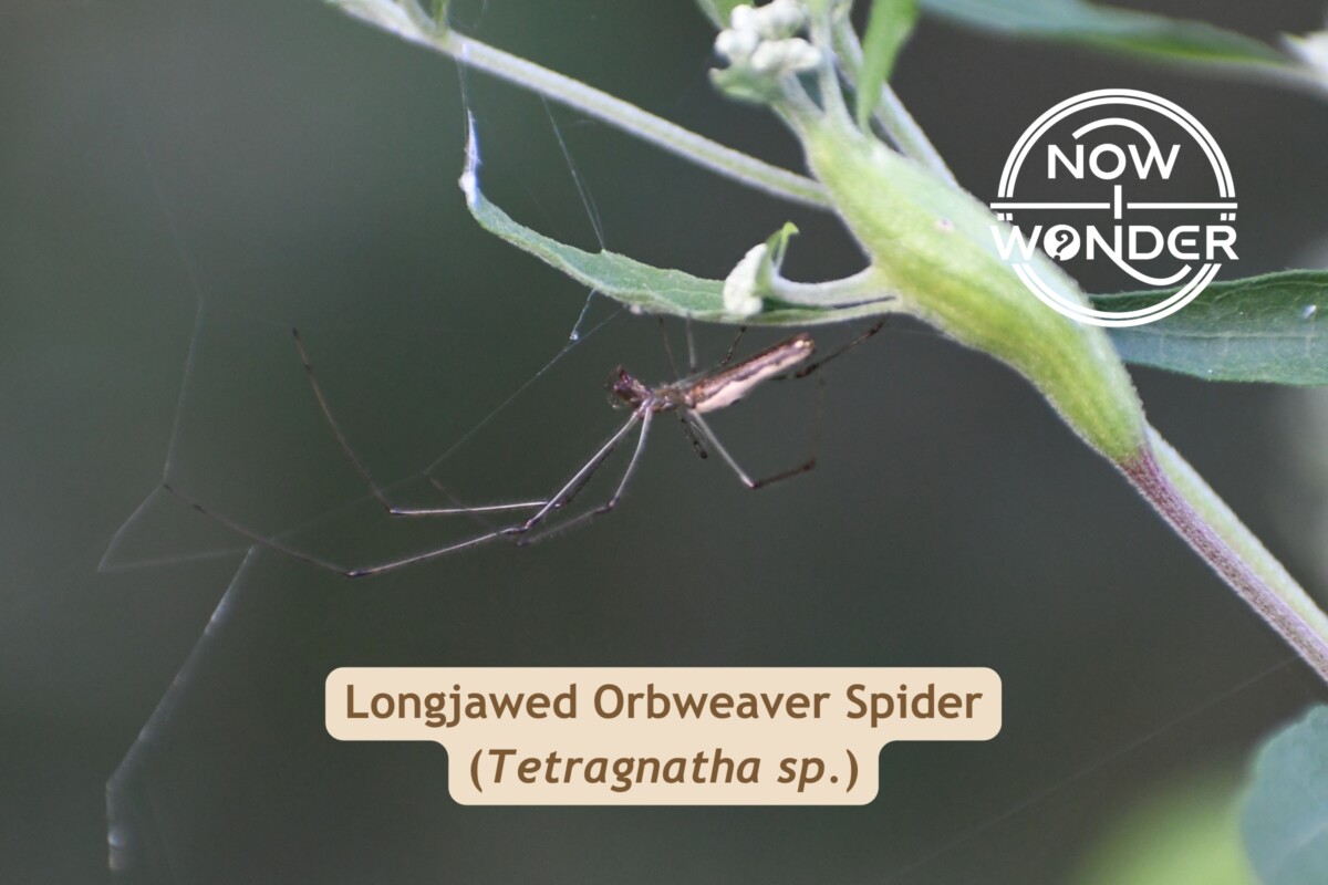 Longjawed Orbweaver Spider Tetragnatha sp. Arachnid. Photograph taken by the author. Copyright © 2025 Now I Wonder. All rights reserved.