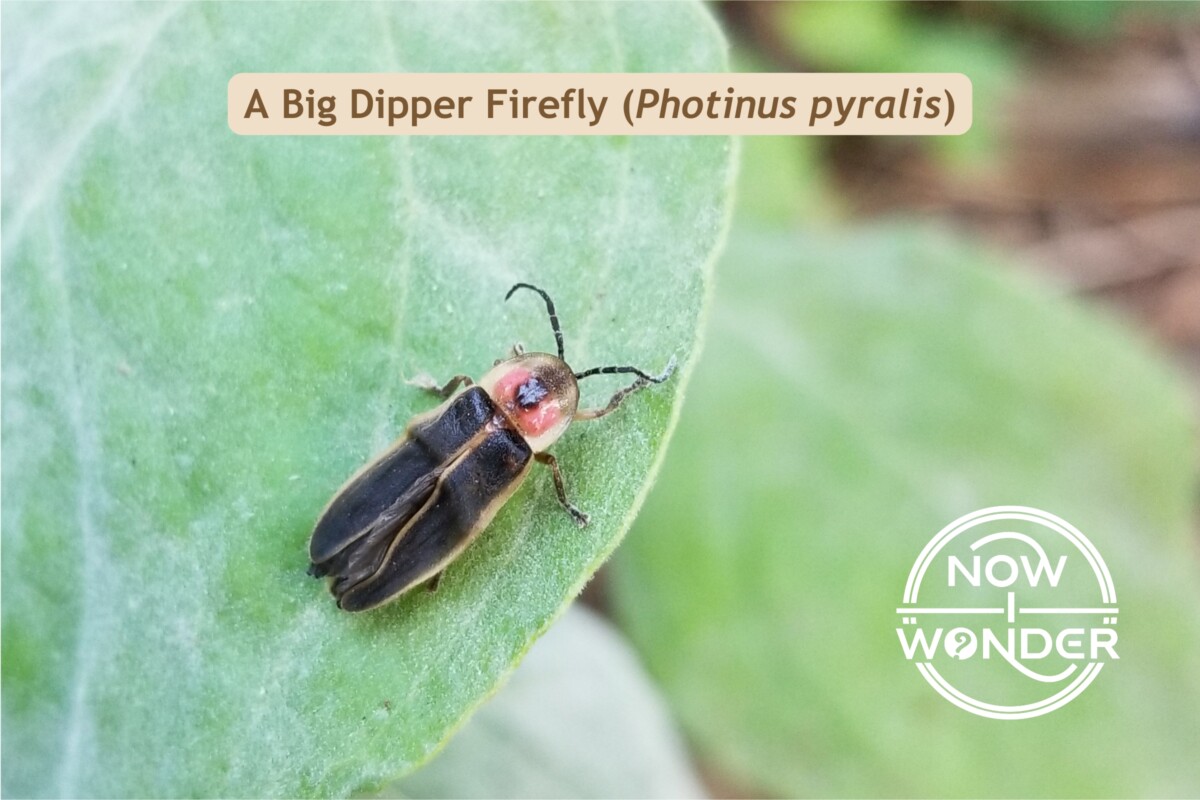 20230605_0193129 Big Dipper Firefly Photinus pyralis NIW Original - nowiwonder.com Big Dipper Firefly Common Eastern Firefly Photinus pyralis. Insect. Photograph taken by the author. Copyright ยฉ 2025 Now I Wonder. All rights reserved.