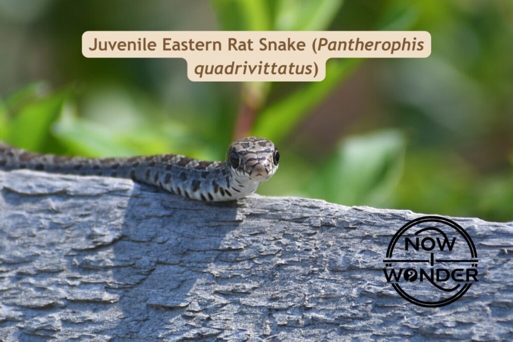 Juvenile Eastern Rat Snake Pantherophis quadrivittatus. Photograph taken by the author. Copyright © 2025 Now I Wonder. All rights reserved.