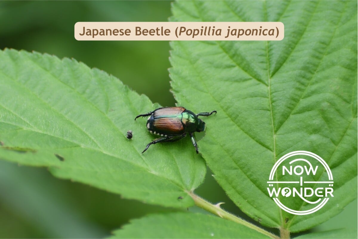 Japanese Beetle Popillia japonica. Insect. Photograph taken by the author. Copyright © 2025 Now I Wonder. All rights reserved.