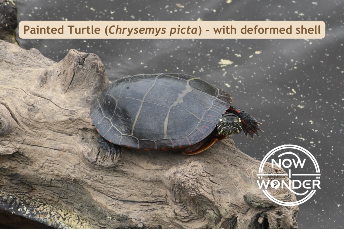 Painted Turtle Chrysemys picta with deformed shell. Reptile. Photograph taken by the author. Copyright © 2025 Now I Wonder. All rights reserved.