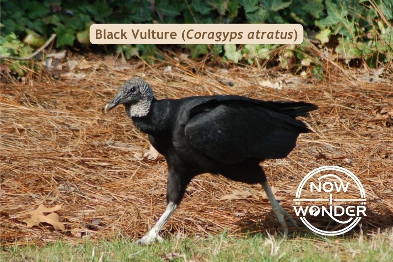Black Vulture. Coragyps atratus. Bird. Photograph taken by the author. Copyright © 2025 Now I Wonder. All rights reserved.