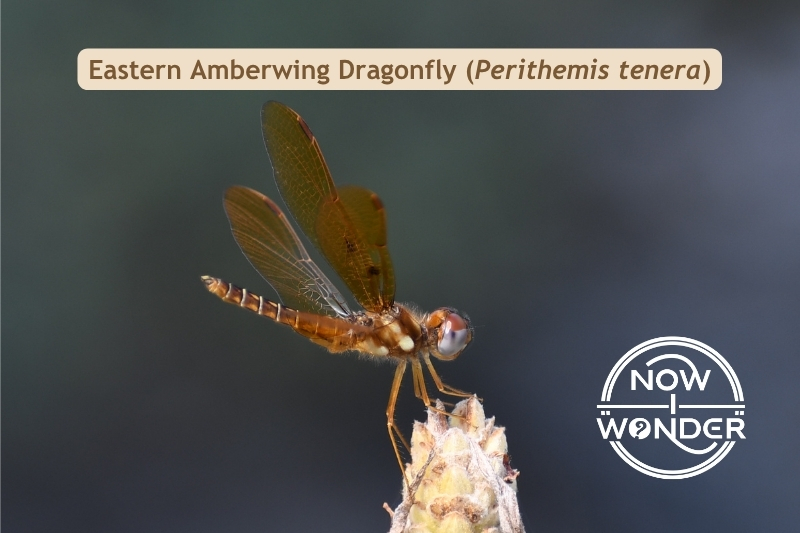 Eastern Amberwing Dragonfly. Perithemis tenera. Insect. Photograph taken by the author. Copyright © 2025 Now I Wonder. All rights reserved.