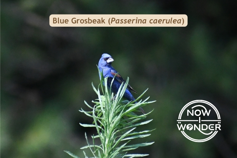 Blue Grosbeak. Passerina caerulea. Bird. Photograph taken by the author. Copyright © 2025 Now I Wonder. All rights reserved.