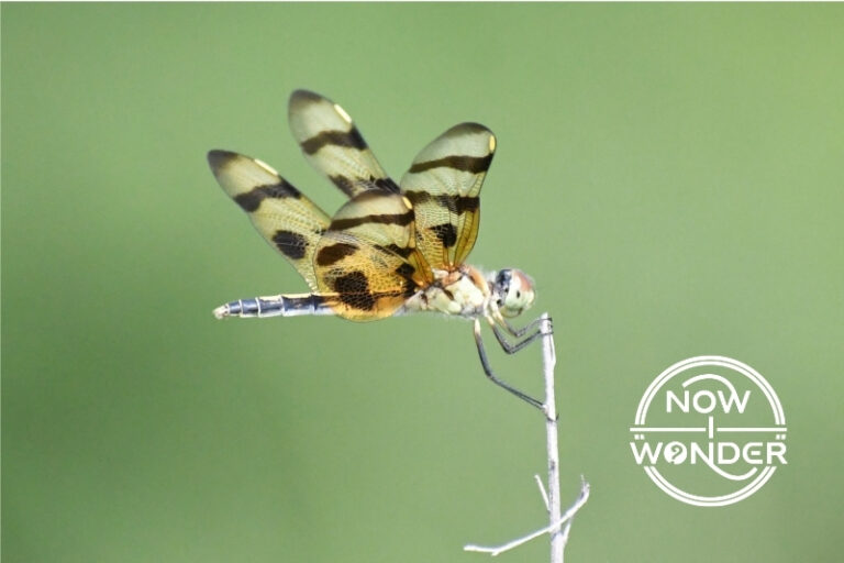 Halloween Pennant Dragonfly. Celithemis eponina. Photograph taken by the author. Copyright © 2025 Now I Wonder. All rights reserved.